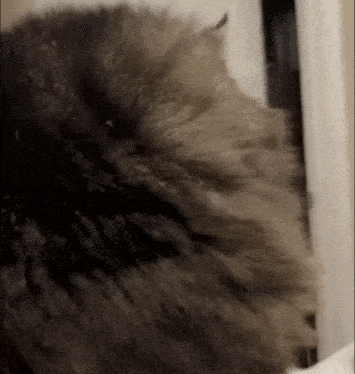 Flabbergasted Cat GIF - Flabbergasted Cat Flabbergasted Cat GIFs