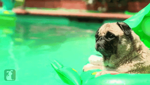 a pug dog is floating on a green raft in a swimming pool