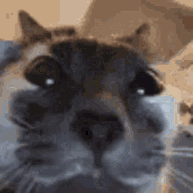 a close up of a cat 's face looking at the camera with a blurry background .