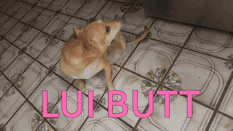 a dog is standing on a tiled floor with the words lui butt written in pink