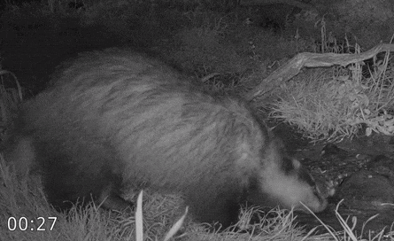 a black and white photo of a bear in the grass with a time stamp of 00:27