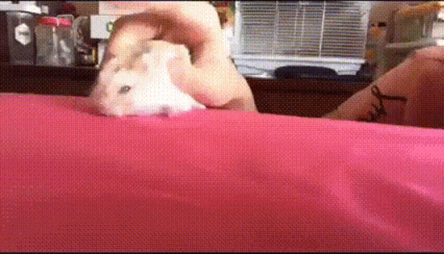 Hamsters Wheel GIF - Hamsters Wheel Mouse GIFs