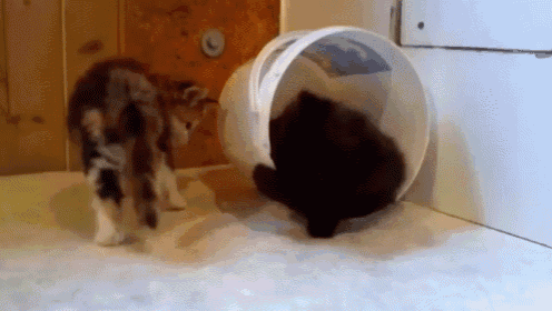 Roll Over The Competition GIF - Cats Kitties Kitty GIFs
