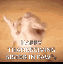 a cat is saying happy thanksgiving sister in paw