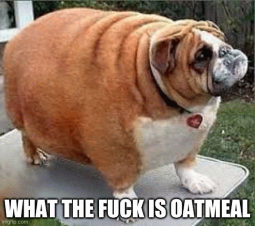 Fat Dog Oatmeal GIF - Fat Dog Oatmeal GIFs