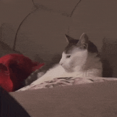 a cat laying on a bed with a red blanket behind it