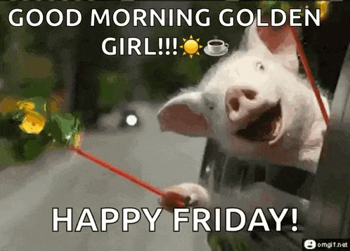 a pig is holding a red straw in its mouth and says good morning golden girl !!! happy friday .