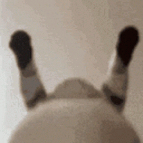 Cat Cats GIF - Cat Cats Wiggle GIFs