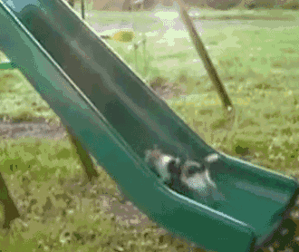 a couple of cats are going down a green slide