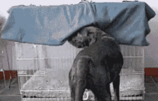 an elephant is standing under a blue tarp