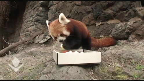 Treats GIF - Red Panda Food Enjoying Food GIFs