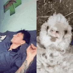 a man is sleeping on a couch next to a sheep .