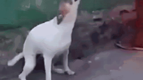Doge Wow GIF - Doge Wow Suchtalenteddancer GIFs