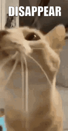 a close up of a cat 's face with the words `` disappear '' written on the bottom .