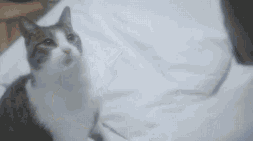 Cat Soap Opera Cat Paw GIF - Cat Soap Opera Cat Paw Handshake GIFs