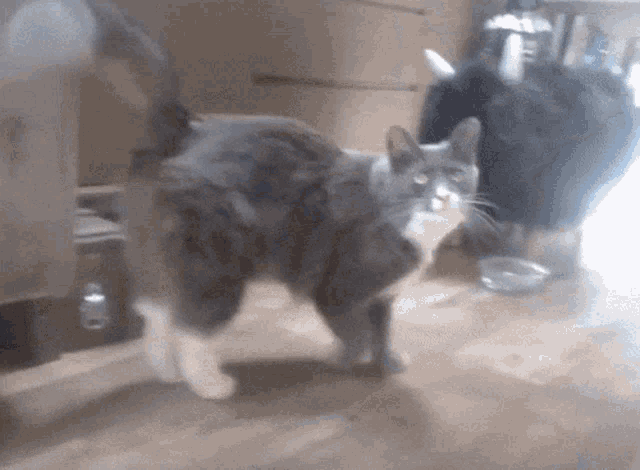 a gray and white cat standing on a wood floor