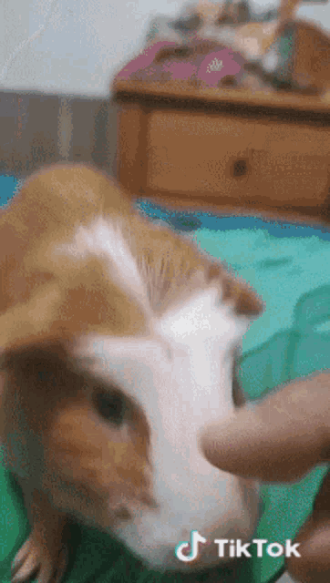 a tiktok video of a guinea pig being touched by a person 's finger