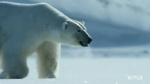 Polar Bear David Attenborough GIF - Polar Bear David Attenborough A Life On Our Planet GIFs