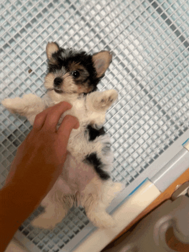 a small black and white dog is being held by a person 's hand