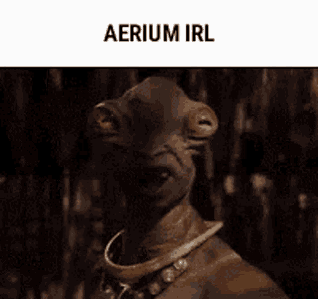a picture of a squirrel with the word aerius on it