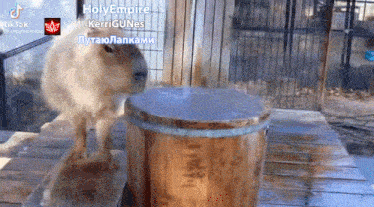 a video of a capybara drinking water from a wooden barrel