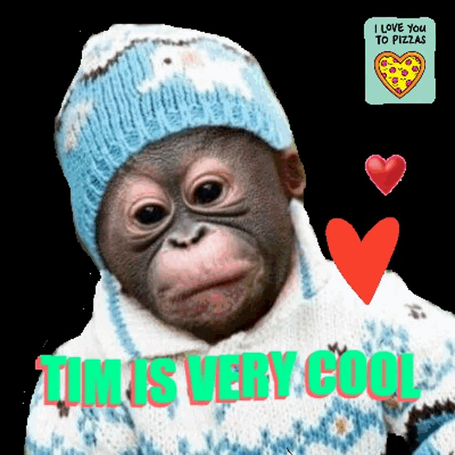 a monkey wearing a blue hat and sweater with the words tim is very cool
