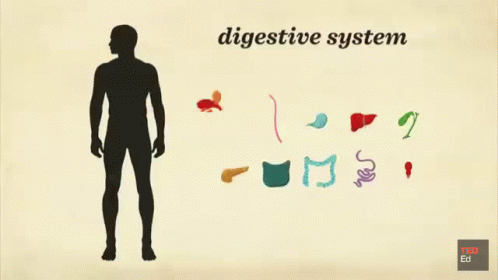 Digestive System Parts GIF