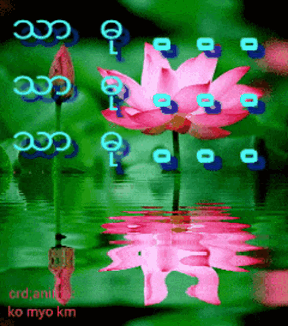 a pink flower is reflected in the water with the words crd.anil ko myo km below it
