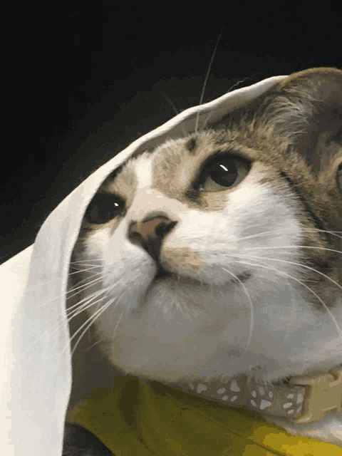 a close up of a cat 's face with a white cloth covering its head