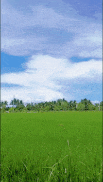 a lush green field with a blue sky and white clouds in the background