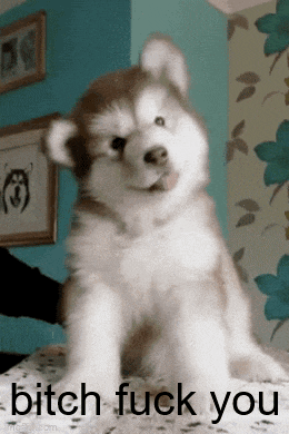 a husky puppy is sitting on a bed with the words " bitch fuck you " on the bottom