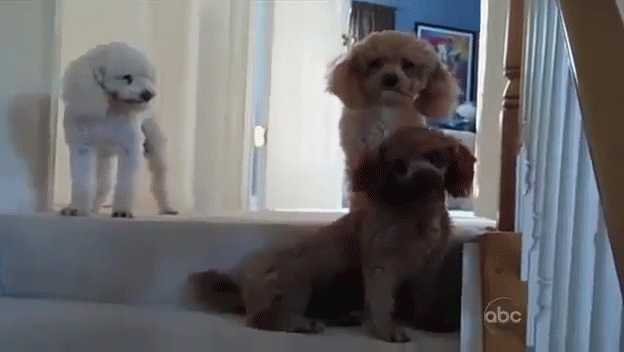Who Made This Mess? GIF - Dogs Puppies Stairs GIFs