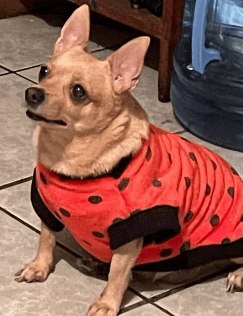 a small dog wearing a ladybug sweater on a tiled floor