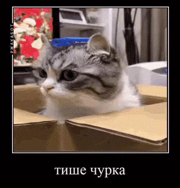 a cat is sitting in a cardboard box and looking out .