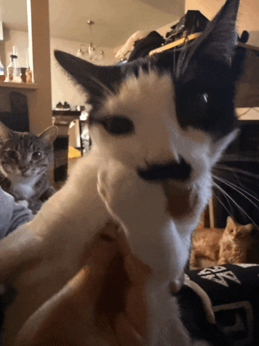 a black and white cat with a mustache is being held in someone 's hand