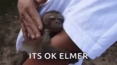 Lemur Elmer GIF - Lemur Elmer Cute GIFs