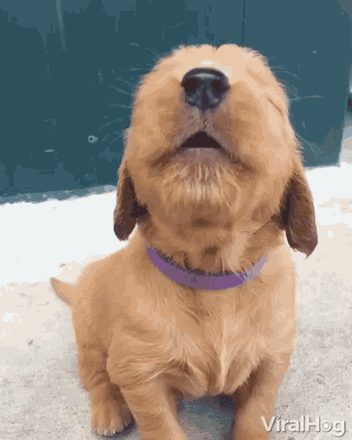 a puppy wearing a purple collar is looking up at the sky