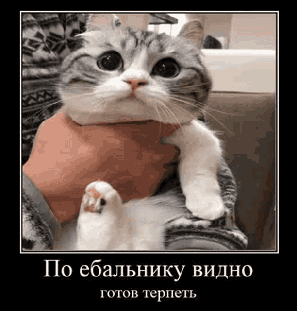 a cat is being held in someone 's hands with a caption in a foreign language