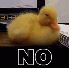 No Duck GIF - No Duck Never GIFs