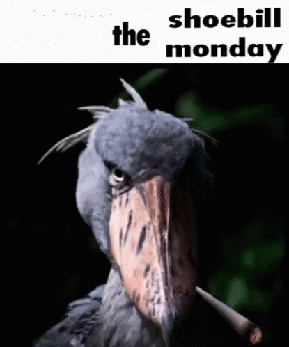 Shoebill Monday GIF