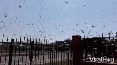 Swarm Fly GIF - Swarm Fly Plague GIFs