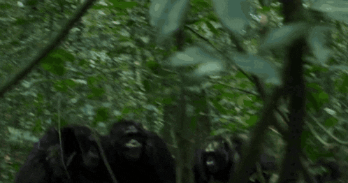 Chimps Retreating GIF - Chimps Retreating Chimp Empire GIFs