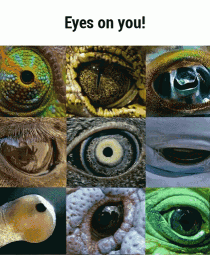 a collage of different types of eyes with the words eyes on you at the top