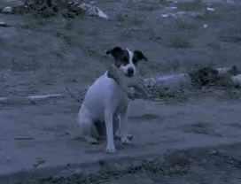 a black and white dog is sitting on the ground .