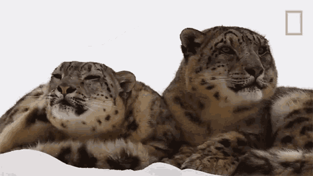 Shake It Off Snow Leopards101 GIF - Shake It Off Snow Leopards101 Shaking Head GIFs