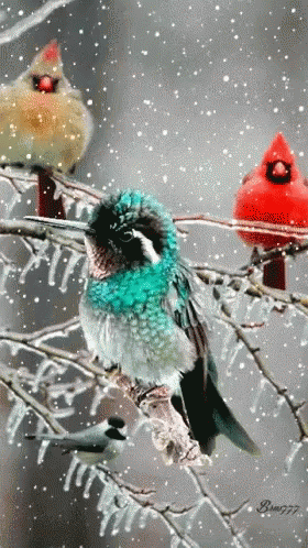 Snow Bird GIF - Snow Bird GIFs