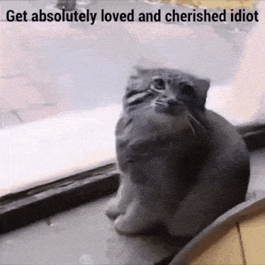 a cat is sitting on a window sill looking out a window .