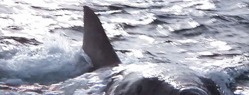 Shark Shark Attack GIF - Shark Shark Attack Jaws2 GIFs