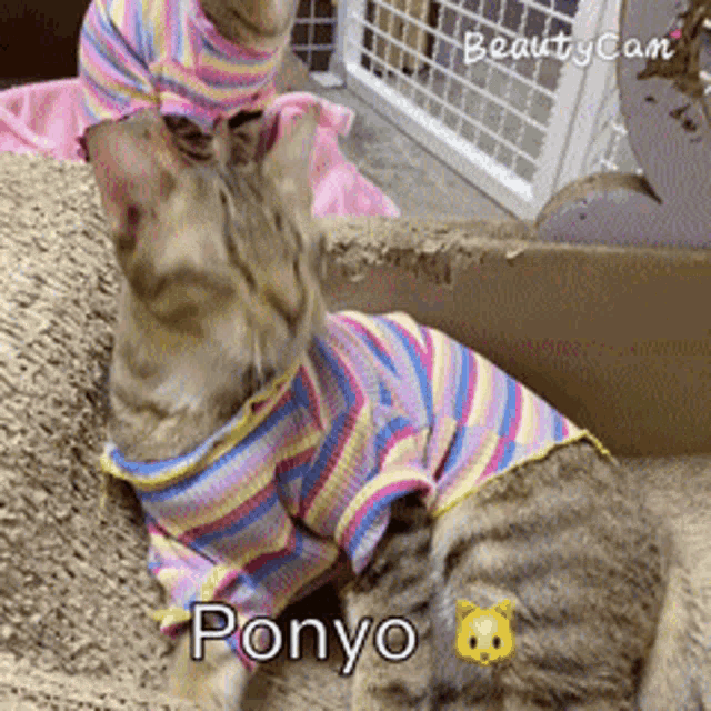 a cat wearing a striped shirt with the name ponyo written on it