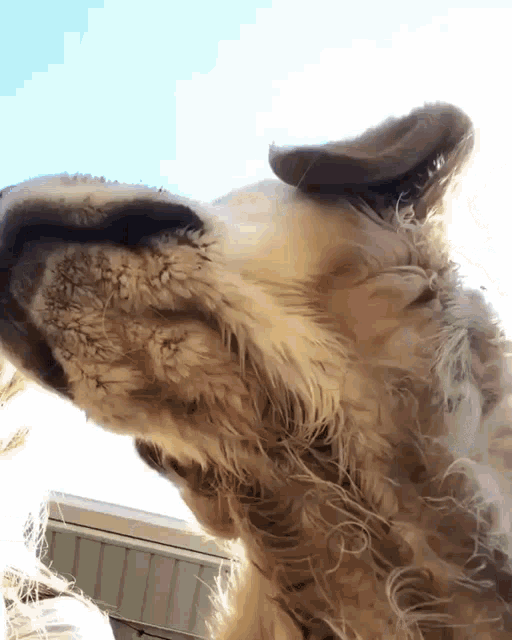 Selfie Dog GIF - Selfie Dog Animal GIFs